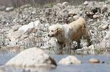 GOLDEN RETRIEVER 450